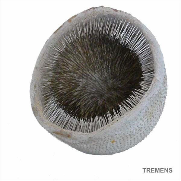 Cover art for Tremens